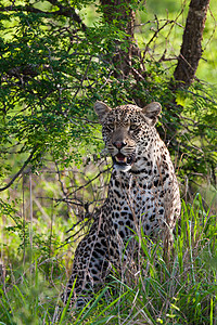 依拉苏火山口坦桑尼亚国家公园的黑豹环境地点濒危野生动物运动国家大猫草原搜索公园背景