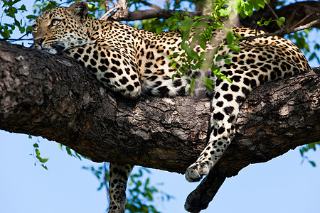 坦桑尼亚国家公园的黑豹生物体食虫濒危地点野猫国家火山口动物环境晶须图片