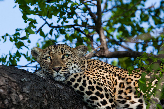 坦桑尼亚国家公园的黑豹猫科动物哺乳动物环境草原地点物种运动游客晶须野猫图片