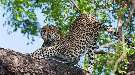 坦桑尼亚国家公园的黑豹猫科动物生物体公园旅行宠物濒危植物环境搜索运动图片