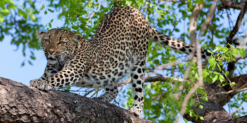 坦桑尼亚国家公园的黑豹猫科动物环境哺乳动物生物体野生动物植物地点野猫游客动物图片
