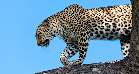 坦桑尼亚国家公园的黑豹游客火山口物种搜索濒危猫科动物健身植物旅行哺乳动物图片