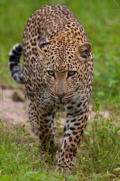 坦桑尼亚国家公园的黑豹哺乳动物旅行地点大猫地标火山口生物体运动动物猫科动物图片