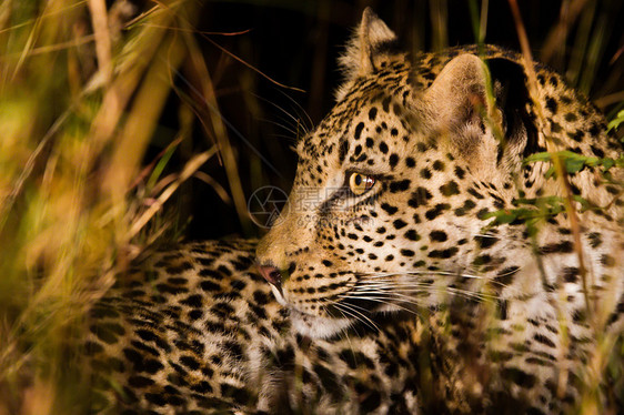 坦桑尼亚国家公园的黑豹健身野猫国家运动地标生物体食肉晶须动物植物图片