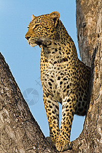 坦桑尼亚国家公园的黑豹晶须动物旅行公园植物野猫宠物草原环境地点图片
