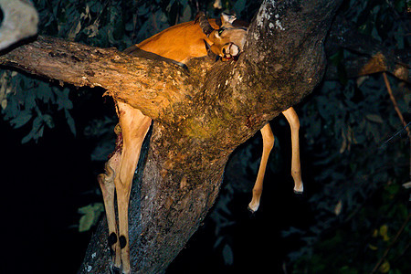 坦桑尼亚国家公园的黑豹宠物运动动物游客地标晶须食肉食虫植物国家图片