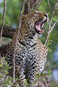 坦桑尼亚国家公园的黑豹哺乳动物运动草原国家晶须宠物植物大猫公园物种图片