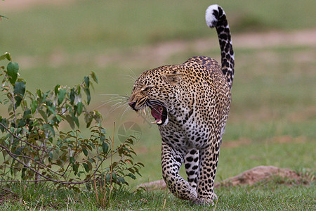 坦桑尼亚国家公园的黑豹食虫晶须生物体游客大猫运动环境公园宠物哺乳动物图片