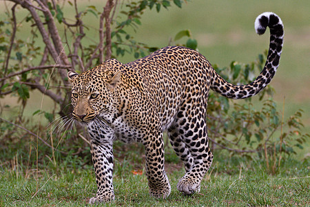 坦桑尼亚国家公园的黑豹食虫物种健身猫科动物植物野生动物旅行地点动物游客图片