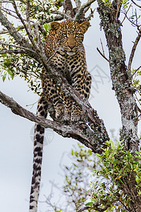 坦桑尼亚国家公园的黑豹哺乳动物晶须环境地点国家植物动物大猫食虫旅行图片
