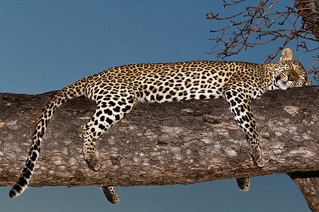 坦桑尼亚国家公园的黑豹人脸环境国家生物体草原游客地点晶须旅行大猫图片