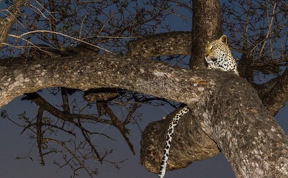 坦桑尼亚国家公园的黑豹生物体野猫地标大猫食虫猫科动物物种野生动物哺乳动物地点图片