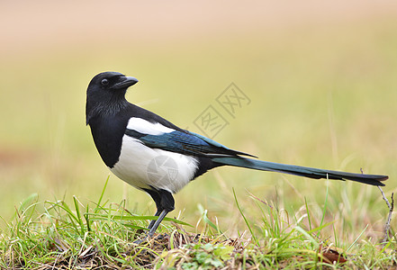 玛吉语Name黑与白动物黑色乌鸦飞行白色羽毛野生动物森林公园背景图片