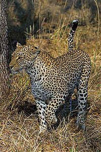 坦桑尼亚国家公园的黑豹国家生物体搜索野猫哺乳动物宠物植物野生动物濒危物种图片