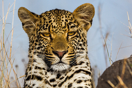 坦桑尼亚国家公园的黑豹哺乳动物公园生物体草原濒危人脸大猫动物宠物搜索图片