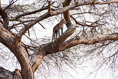 坦桑尼亚国家公园的黑豹环境旅行火山口晶须食虫物种公园植物宠物地点图片