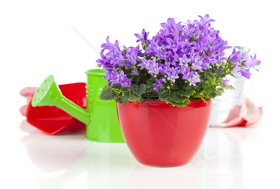 白色背景的蓝甘露花花盆栽宏观绿色风格正位紫色植物紫丁香花园花束图片