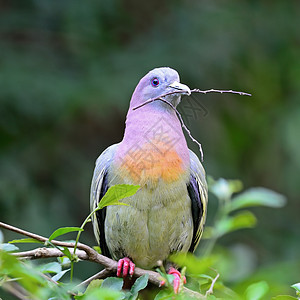 粉色颈领绿色Pigeon热带鸟类森林粉领野生动物荒野栖息翅膀鸽子环境图片