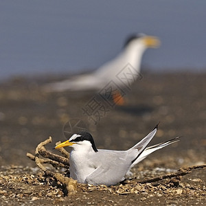 小田丁野生动物鱼塘孵化鸟类季节动物海岸支撑胸骨滨鸟图片
