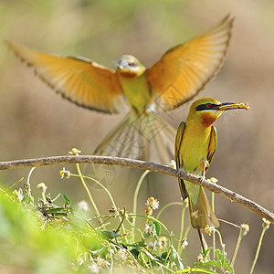 蓝尾蜂食蜜蜂者阳光尾巴荒野橙子花蜜环境脊柱动物热带蜂鸟图片