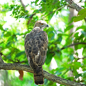 可变鹰鹰环境荒野生物翅膀野生动物尾巴羽毛情调自由生物学图片