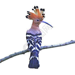欧亚胡波流行音乐雨林热带观鸟眼睛森林观鸟者绿色羽毛彩色图片