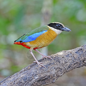 蓝翼皮塔热带红色环境翅膀黑色蓝色绿色生态荒野野生动物图片