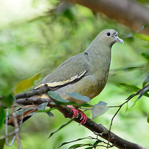 粉色颈领绿色Pigeon栖息鸟类鸽子野生动物森林热带粉领荒野翅膀环境图片