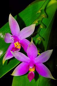 紫外线展示植物学紫色植物兰花花瓣美丽热带花束图片