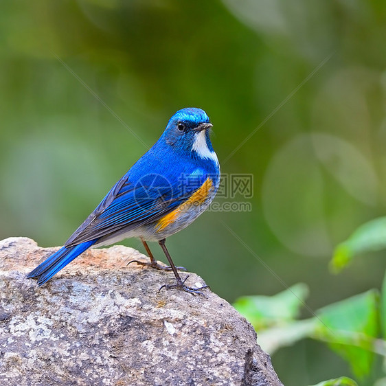 喜马拉雅山蓝尾生态衬套石头生物学苔藓栖息地叶子观鸟野生动物鸟类图片
