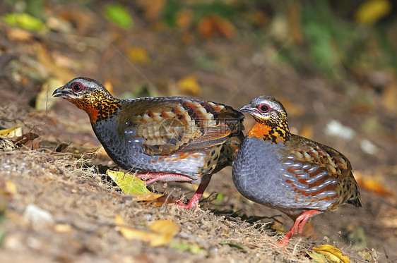 混音式帕特里奇 Patridge黑色棕色野生动物香料橙子红色森林鹧鸪鸟类荒野图片