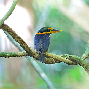 鲁富斯领章的捕鸟王蓝色移民黑色脊柱野生动物荒野翠鸟鸟类绿色环境图片