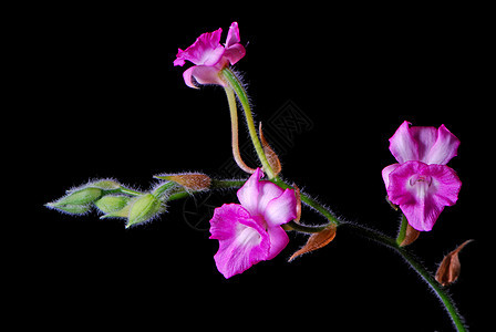 Calanthe 心胸科环境植物长矛异国花瓣热带花园植物学情调脆弱性图片