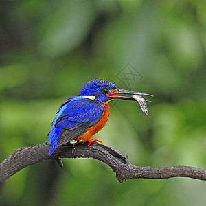 蓝眼捕鸟王荒野捕食者野生动物蓝色蓝耳翠鸟打猎蓝鸟动物鸟类图片