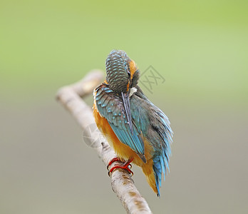 普通女性捕王者橙子野生动物荒野情调鸟类生态蓝色保护钓鱼尾巴图片