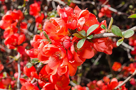 红花开奎的春季盛开树枝图片