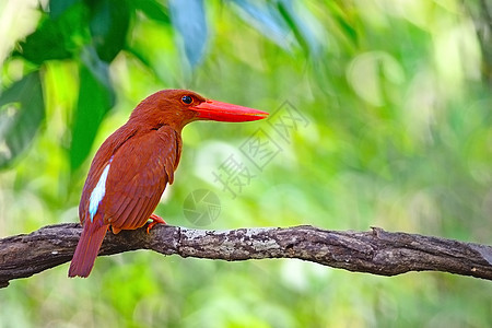 Kingfisher海王号荒野野生动物森林翠鸟红色鸟类季节图片