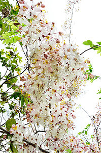 卡西亚贝克里亚纳季节植物群淋浴粉色植物花瓣热带花园图片