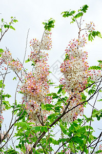 卡西亚贝克里亚纳淋浴季节热带花瓣植物花园粉色植物群图片