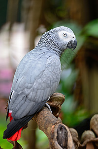 非洲灰色鹦鹉黑色宠物眼睛红色翅膀生物情调画眉热带野生动物图片
