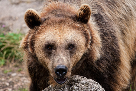 熊脊椎动物棕色力量正方形野生动物毛皮动物危险森林水平图片
