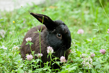 黑兔子毛皮草地雏菊小动物野兔野生动物婴儿魅力哺乳动物黑色图片