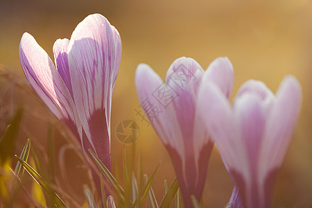 春天的使者们紫色生长灯泡太阳阳光草地宏观树叶蓝色地面图片