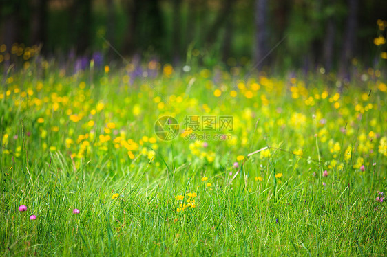 青草自然保护区植被绿色花瓣图片