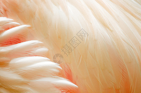 大火烈鸟羽毛玫瑰动物红色动物园翅膀野生动物热带粉色白色荒野图片