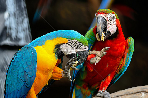 蓝色和金色Macaw宠物鸟舍眼睛鹦鹉热带金子动物羽毛翅膀红色图片
