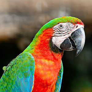 哈莱金马考生活红色鸟舍蓝色鹦鹉动物丑角荒野绿色热带图片