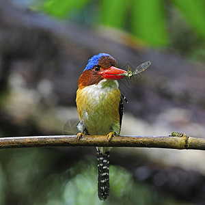 Kingfisher 养鱼王森林蕾丝荒野羽毛国家蓝色栖息绿色野生动物男性图片