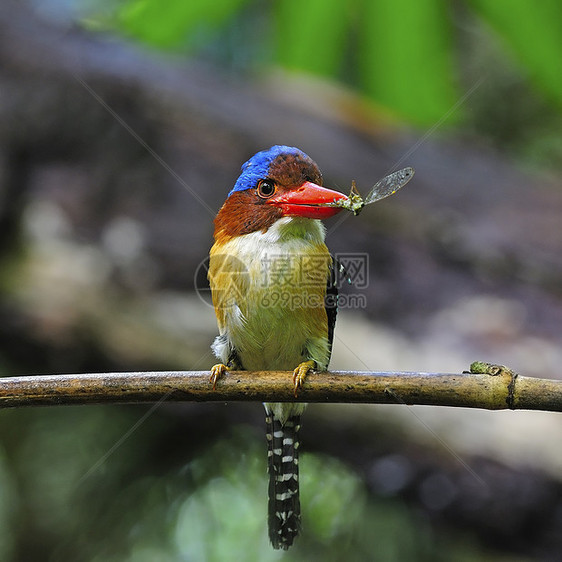 Kingfisher 养鱼王森林蕾丝荒野羽毛国家蓝色栖息绿色野生动物男性图片