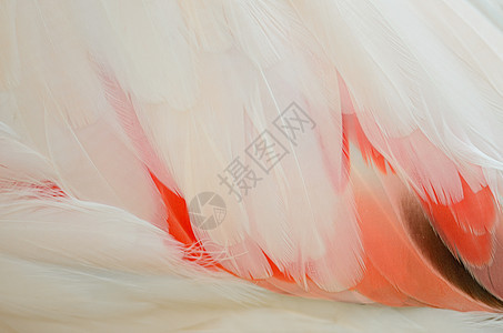 大火烈鸟羽毛粉色野生动物动物荒野翅膀玫瑰白色动物园动物群红色图片